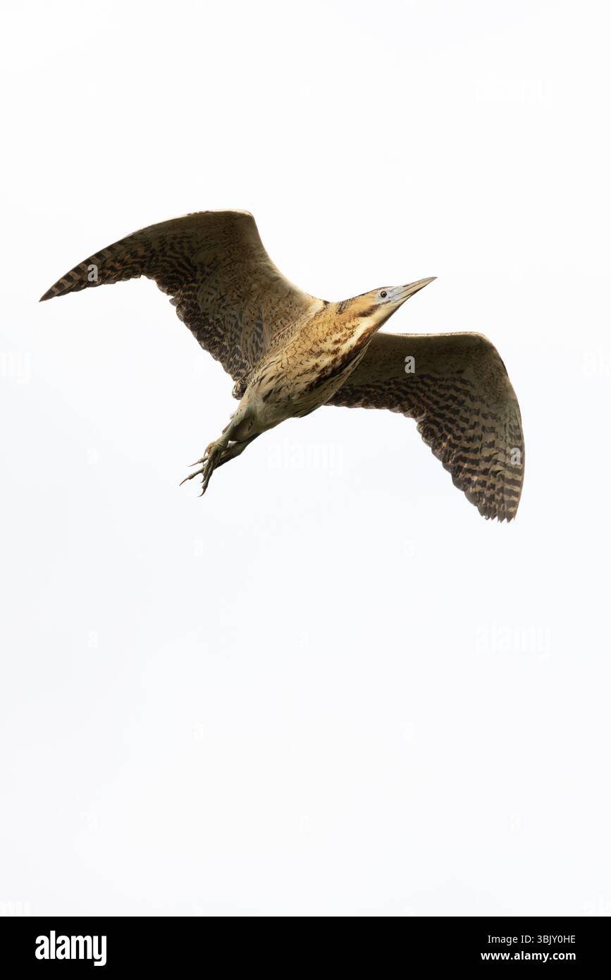 Bittern (Botaurus stellaris) Suffolk giugno 2025 Foto Stock
