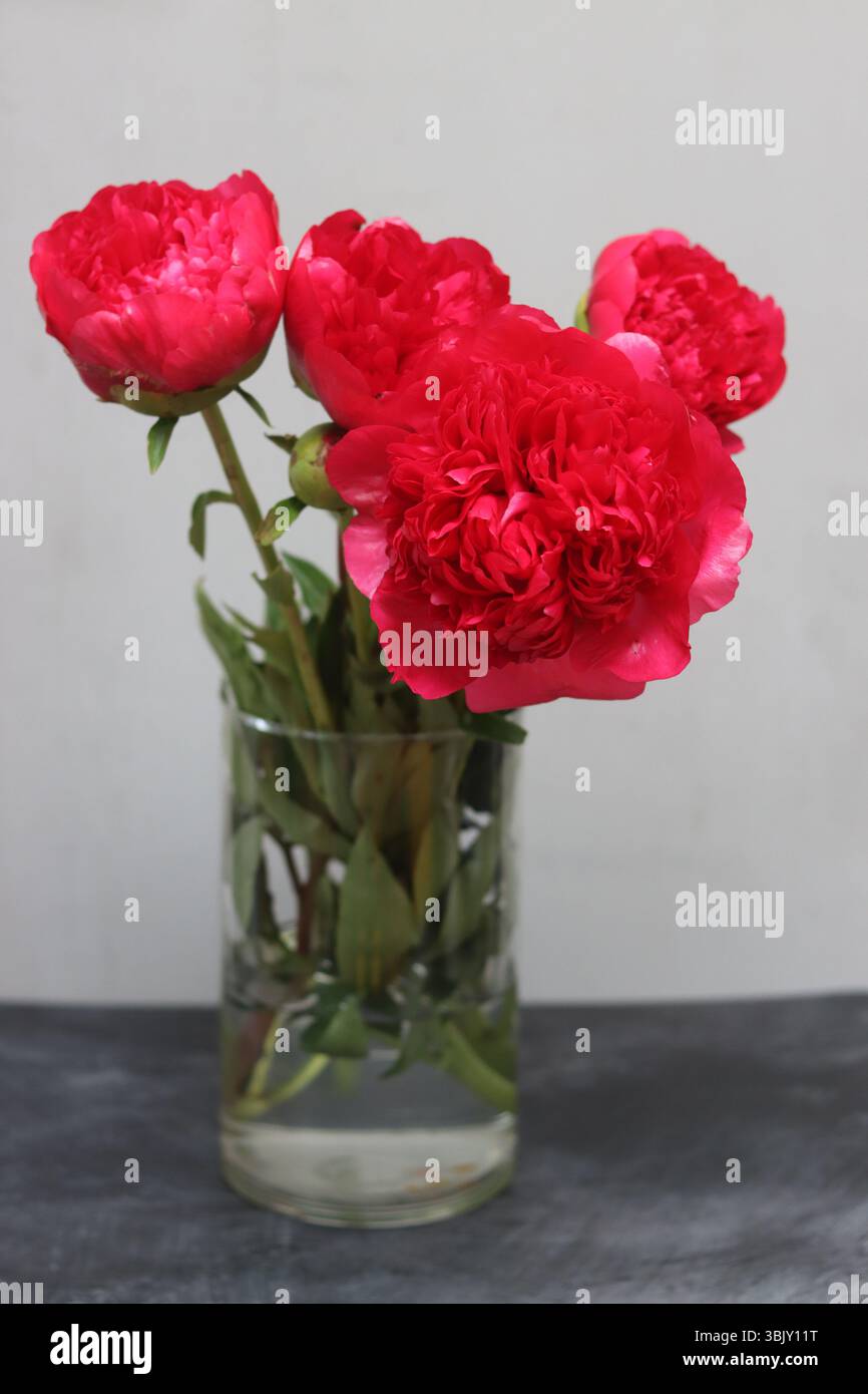Peonie rosse in vaso di vetro su sfondo grigio. Foto Stock