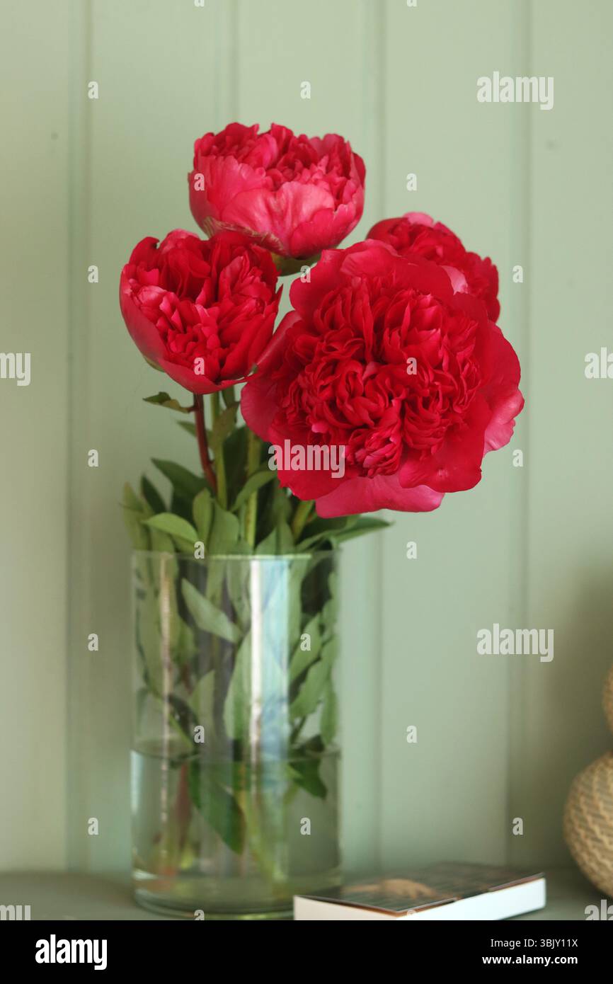 Peonie rosse in vaso di vetro su sfondo grigio. Foto Stock