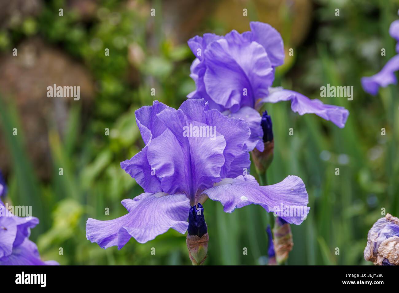 Primo piano di Iris con barba viola in fiore in un giardino, petali vivaci con bordi arricciati, fiori primaverili in piena fioritura con morbido sfondo verde. Foto Stock
