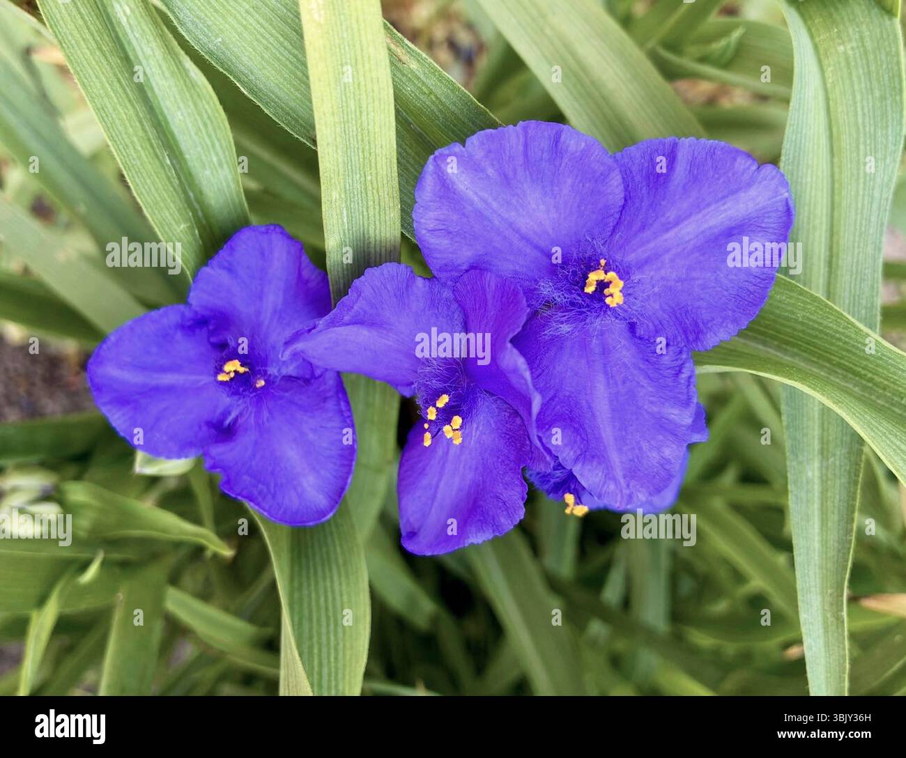 Vibranti fiori di trade scantia virginiana viola con stami gialli circondati da foglie verdi. Foto di alta qualità Foto Stock