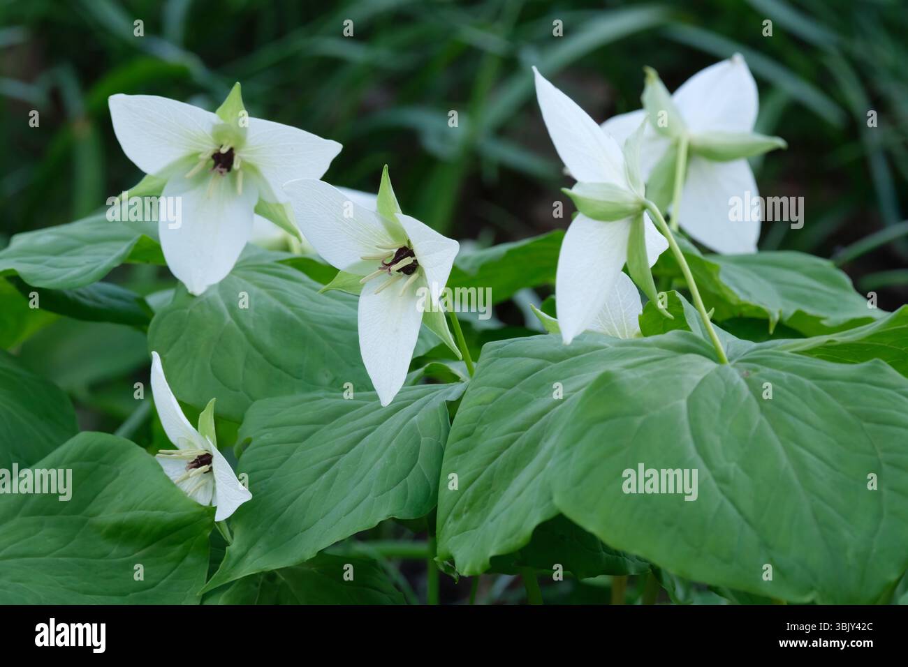 Trillium erectum F. albiflorum, birthroot a fiore bianco, fiori bianchi a tre petali in primavera Foto Stock
