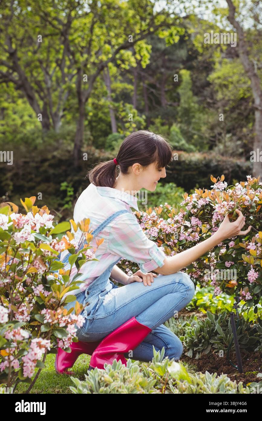 Arbusto fiorito che fiorisce con ammassi rosa vicino a succulente sul prato nel giardino sul retro Foto Stock