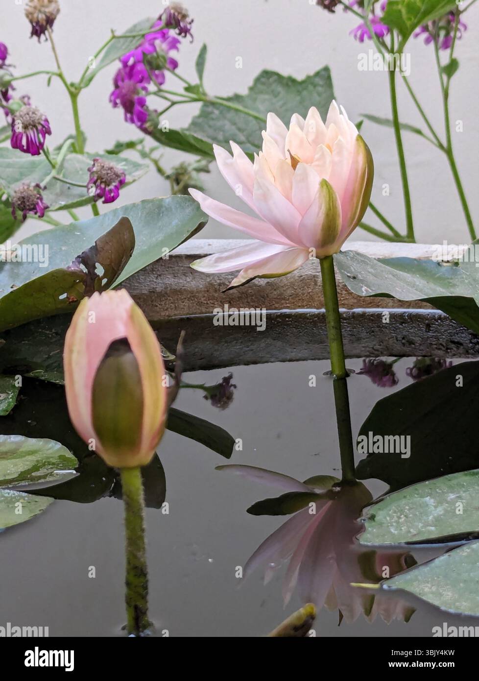 Una fioritura tranquilla, un riflesso perfetto. Grace sorge dolcemente dall'acqua ferma: Calma, morbida e piena di forza tranquilla. - Immagine stock catturata con smartphone