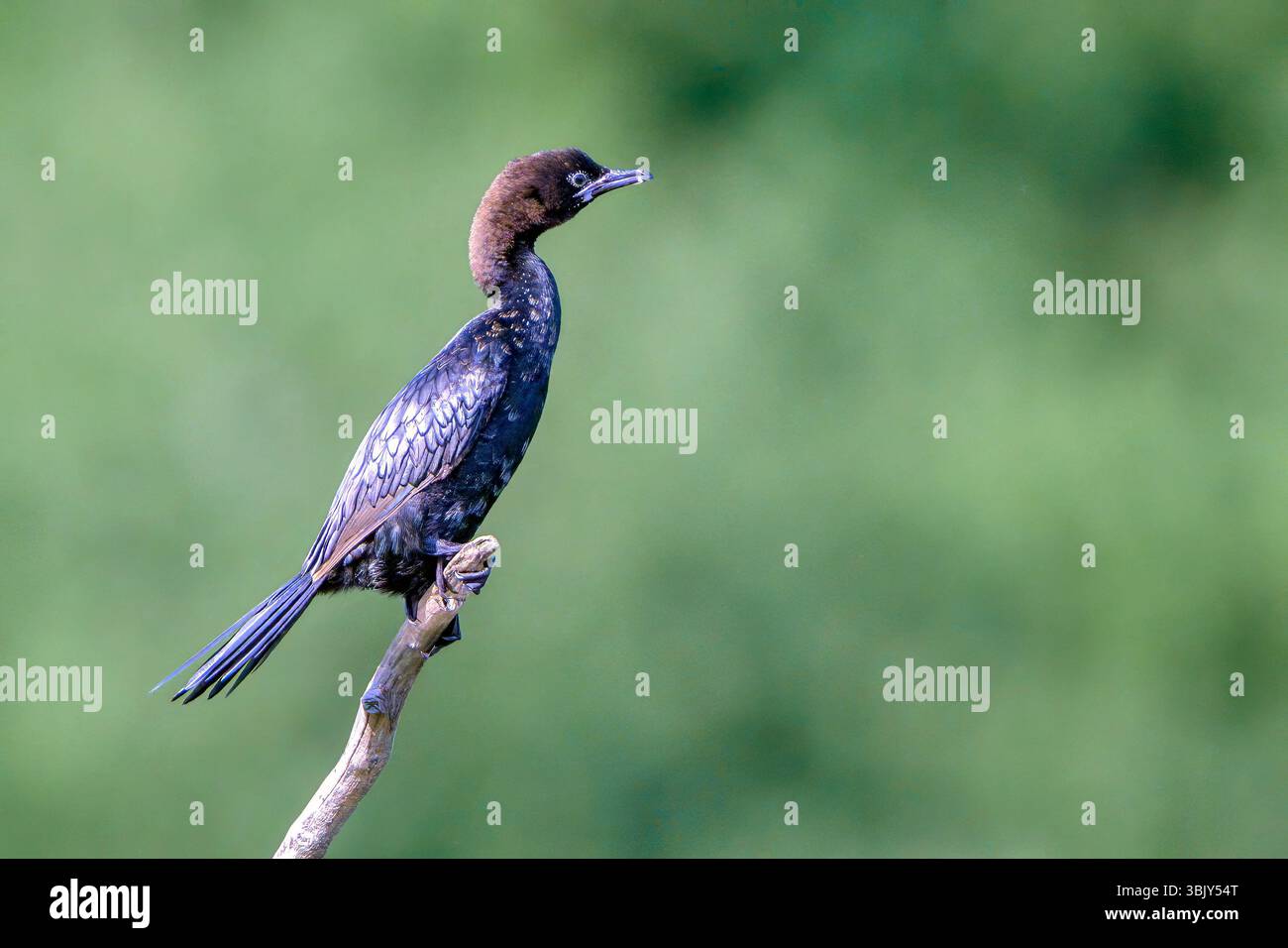 Cormorano pigmeo (Microcarbo pygmaeus) di Tiszaalpár, Ungheria. Foto Stock Cormorano pigmeo (Microcarbo pygmaeus) di Tiszaalpár, Ungheria. Foto Stock