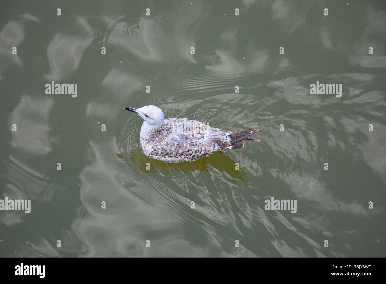 Sulle acque torbide del Danubio, un gabbiano galleggia silenziosamente. Un momento di pace colto dalla quiete del fiume. Foto Stock