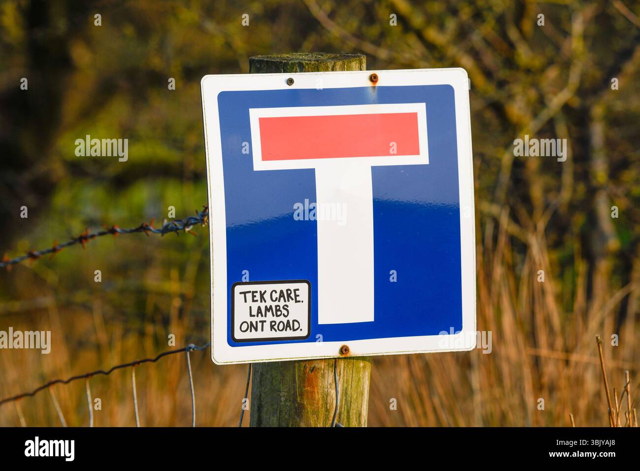 Tek Care Lambs ont Road scrivendo su un cartello stradale no through, Lancashire, Regno Unito Foto Stock
