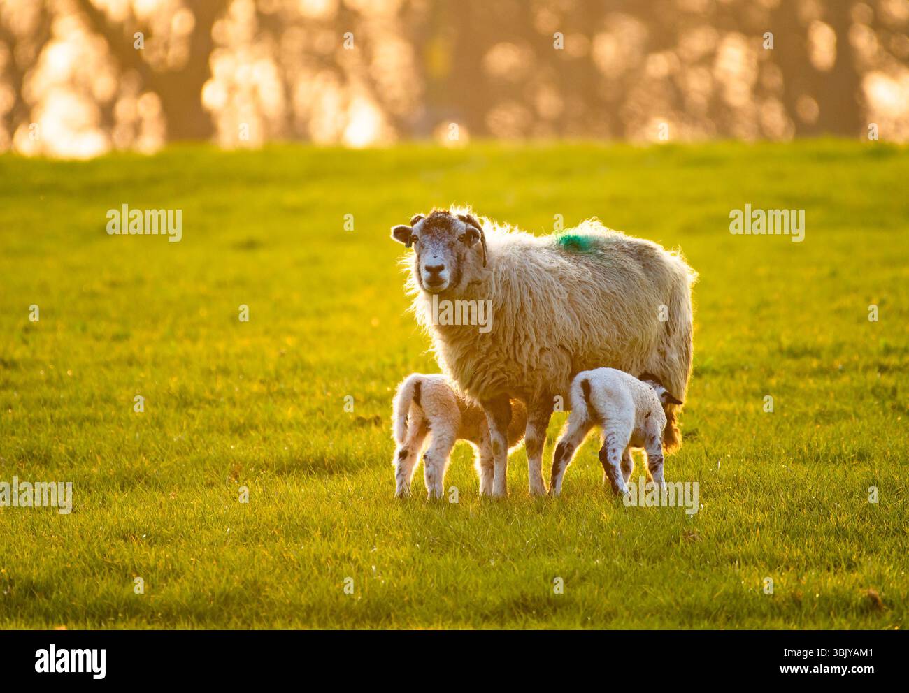 Un mulo con doppia alimentazione agnello, Chipping, Preston, Lancashire, Regno Unito Foto Stock