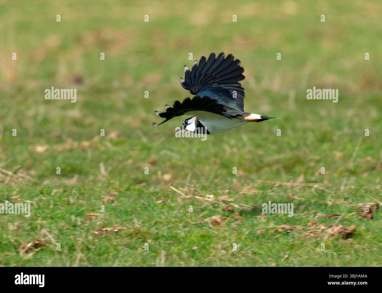 Un Lapwing che vola sopra terreni agricoli, Chipping, Preston, Lancashire, Regno Unito Foto Stock