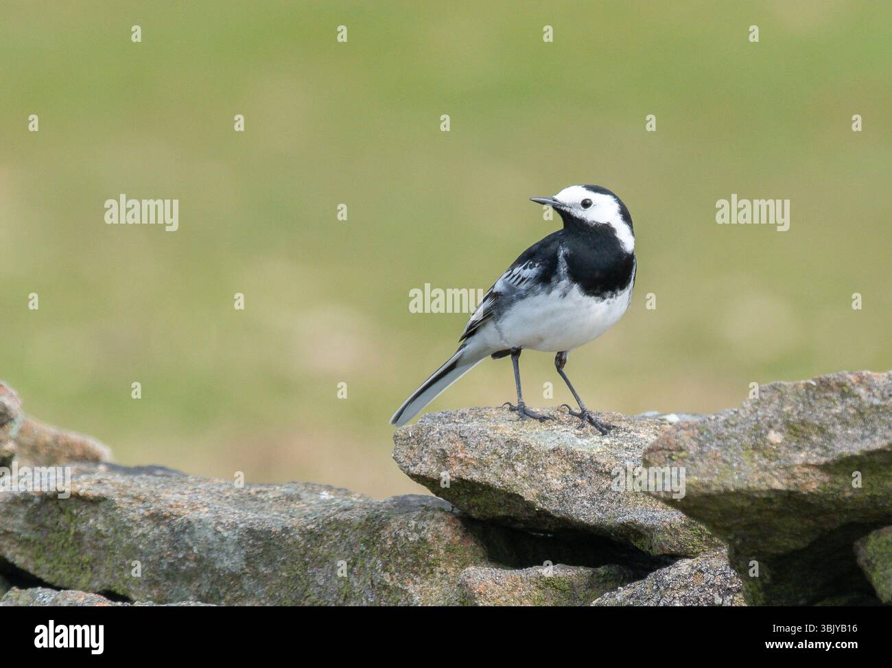 Una coda d'alga pied su un muro di pietra, Chipping, Preston, Lancashire, Regno Unito Foto Stock