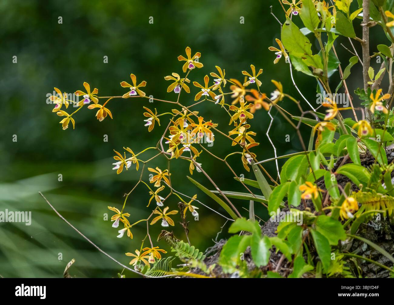 Le orchidee delle farfalle di Tampa, note anche come Florida Butterfly Orchids, crescono selvatiche nel Myakka River State Park, a Sarasota Fliorida, USA Foto Stock Le orchidee delle farfalle di Tampa, note anche come Florida Butterfly Orchids, crescono selvatiche nel Myakka River State Park, a Sarasota Fliorida, USA Foto Stock