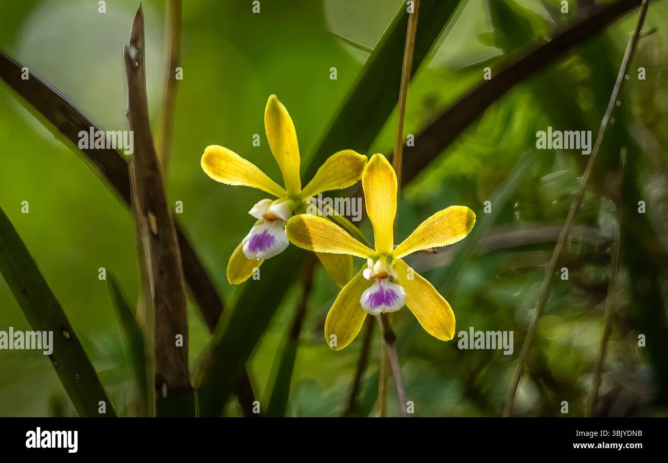 Le orchidee delle farfalle di Tampa, note anche come Florida Butterfly Orchids, crescono selvatiche nel Myakka River State Park, a Sarasota Fliorida, USA Foto Stock Le orchidee delle farfalle di Tampa, note anche come Florida Butterfly Orchids, crescono selvatiche nel Myakka River State Park, a Sarasota Fliorida, USA Foto Stock