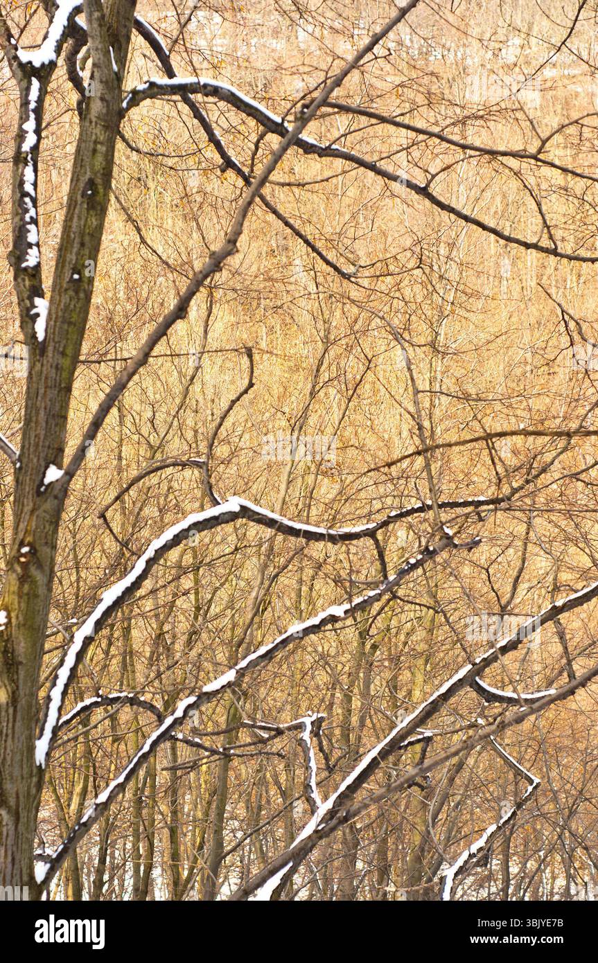 Foresta profonda con neve stagionale Foto Stock