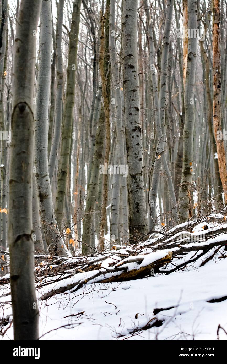 Foresta profonda con neve stagionale Foto Stock