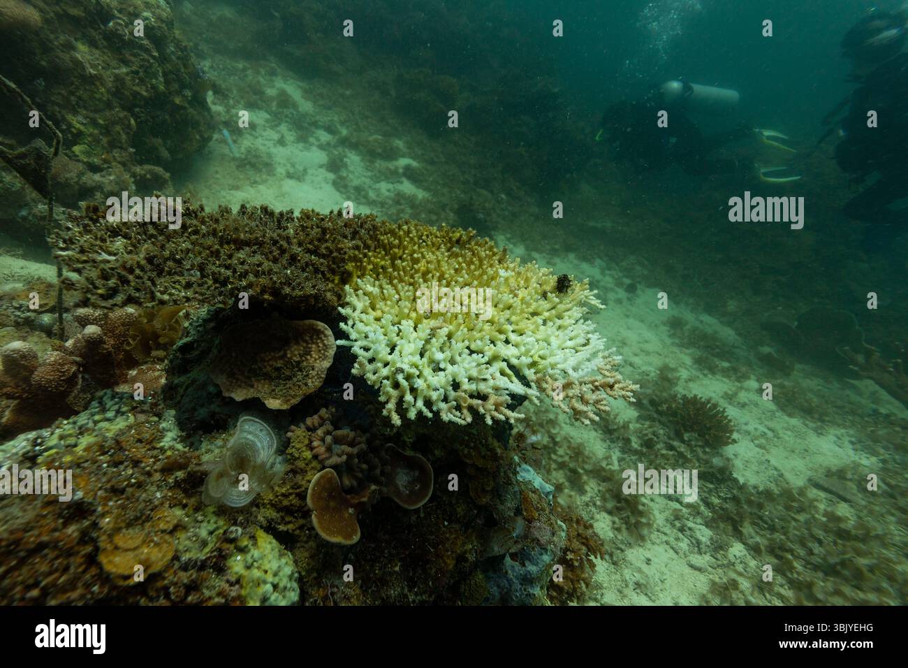Due subacquei stanno esplorando una barriera corallina, osservando la variegata vita marina e gli effetti dello sbiancamento corallino sull'ecosistema della barriera corallina. Foto Stock