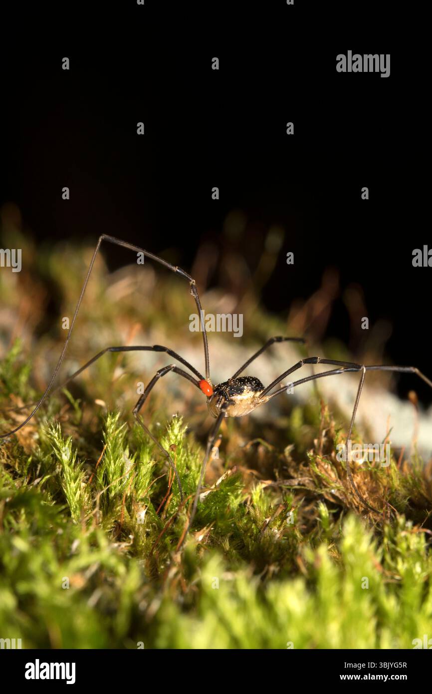 Macro shot di ragno forestale con acaro parassita sul corpo. Foto Stock