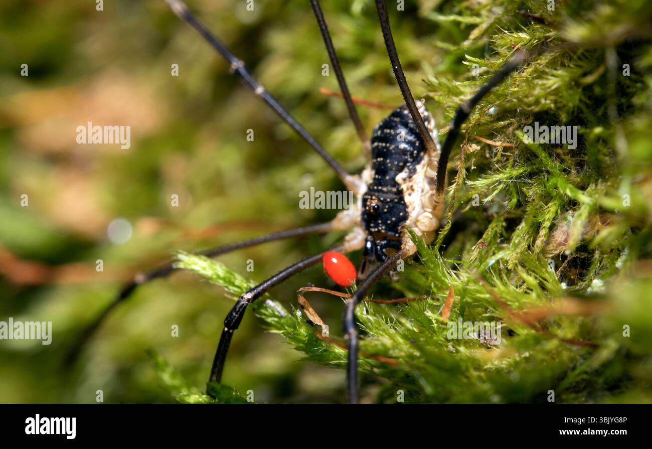 Macro shot di ragno forestale con acaro parassita sul corpo. Foto Stock