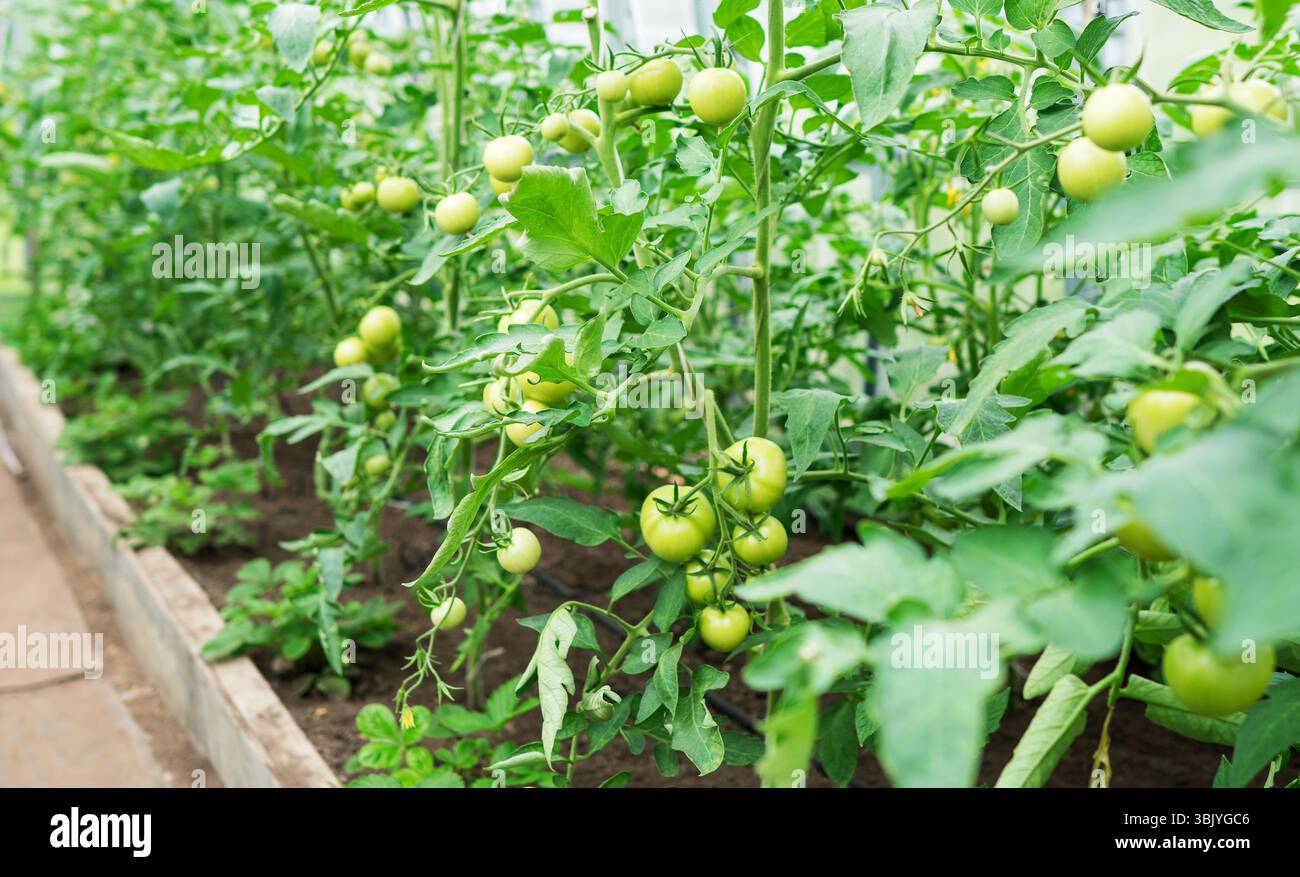Giovani piante di pomodoro in serra. Foto Stock