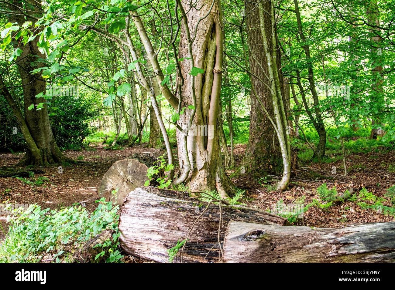 Dundee Templeton Woods, con i suoi alberi dalla forma insolita e il sole di giugno, crea uno splendido ma misterioso paesaggio boschivo in Scozia, Regno Unito Foto Stock