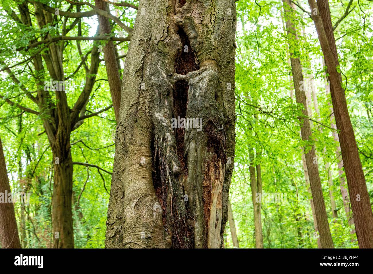 Dundee Templeton Woods, con i suoi alberi dalla forma insolita e il sole di giugno, crea uno splendido ma misterioso paesaggio boschivo in Scozia, Regno Unito Foto Stock