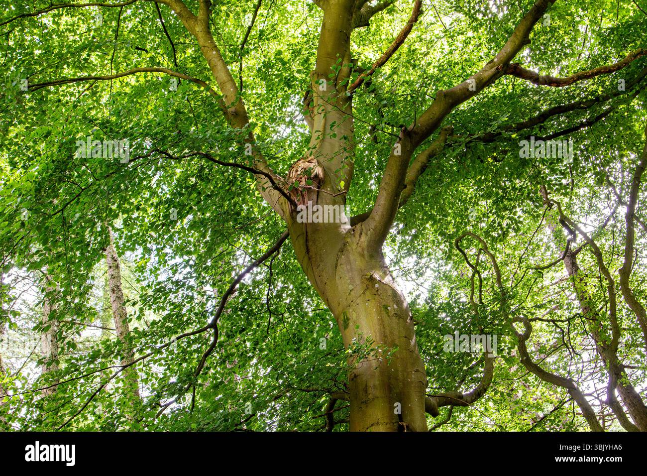 Dundee Templeton Woods, con i suoi alberi dalla forma insolita e il sole di giugno, crea uno splendido ma misterioso paesaggio boschivo in Scozia, Regno Unito Foto Stock