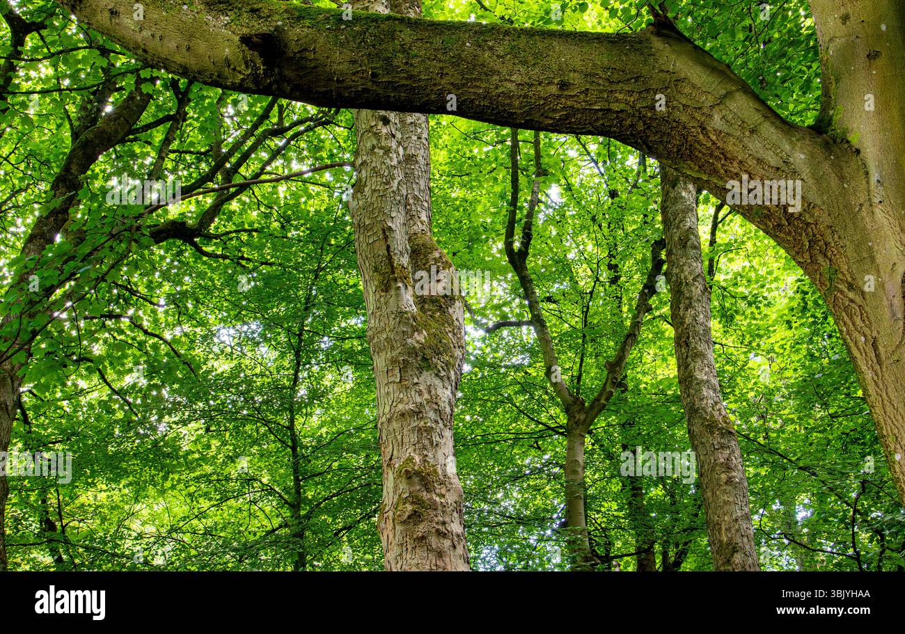 Dundee Templeton Woods, con i suoi alberi dalla forma insolita e il sole di giugno, crea uno splendido ma misterioso paesaggio boschivo in Scozia, Regno Unito Foto Stock