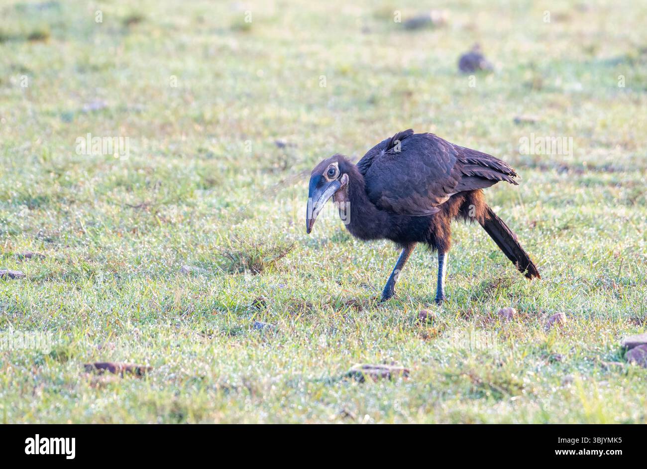 Carpino immaturo del sud (Bucorvus leadbeateri) Foto Stock