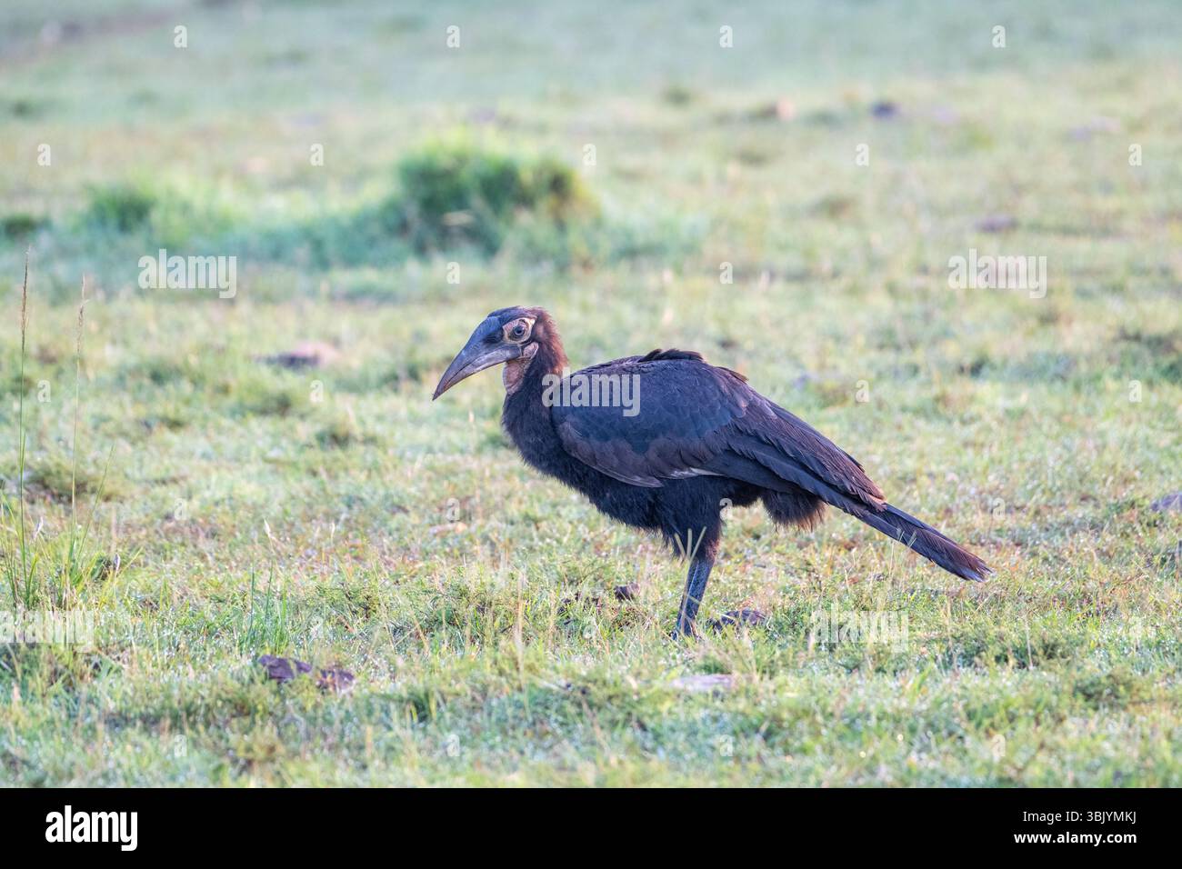 Carpino immaturo del sud (Bucorvus leadbeateri) Foto Stock