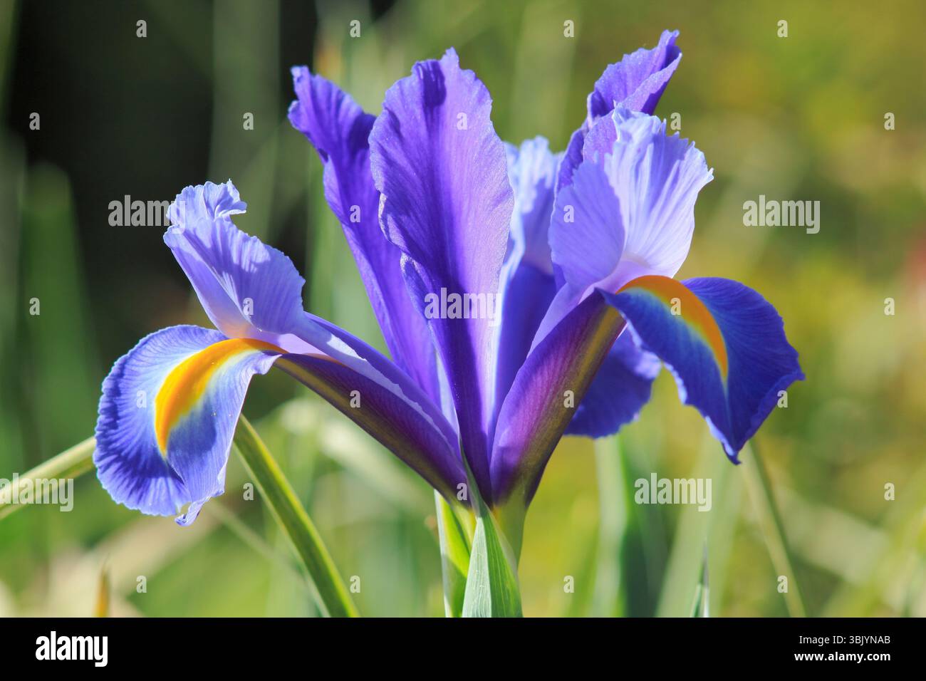 Iris hollandica "Discovery". Iris olandese Dicovery fioritura in un confine di tarda primavera..UK Foto Stock