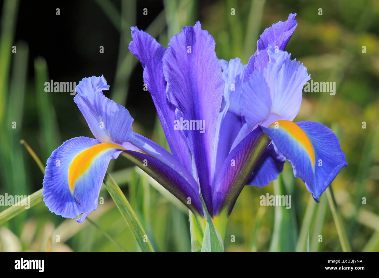 Iris hollandica "Discovery". Iris olandese Dicovery fioritura in un confine di tarda primavera..UK Foto Stock