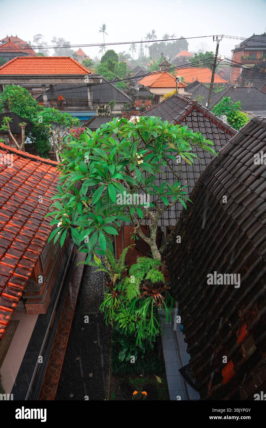 Plumeria cresce nel cortile tra i tetti in un giorno di pioggia. Ubud, Bali. Foto Stock