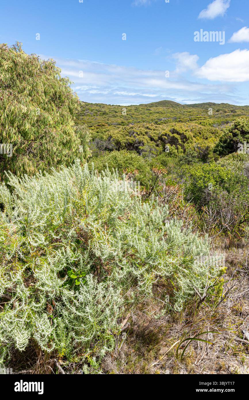 Passeggia sulla collina sopra la costa meridionale della baia di Nornalup nel Parco nazionale di Walpole-Nornalup, Contea di Danimarca, grande regione meridionale dello stato di Washington Foto Stock