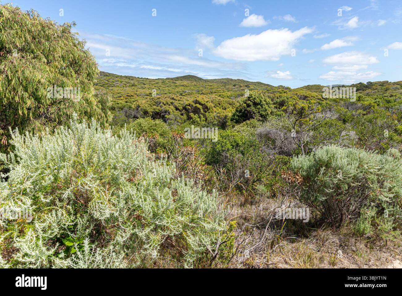Passeggia sulla collina sopra la costa meridionale della baia di Nornalup nel Parco nazionale di Walpole-Nornalup, Contea di Danimarca, grande regione meridionale dello stato di Washington Foto Stock