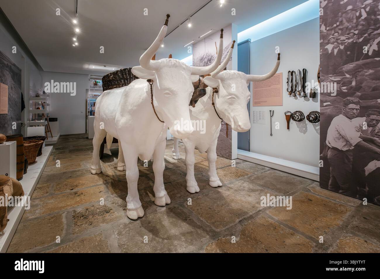 Mostra tradizionale di buoi nel Museo Velas, isola di Sao Jorge. Patrimonio agricolo, mostra di storia dell'agricoltura, cultura delle Azzorre Foto Stock