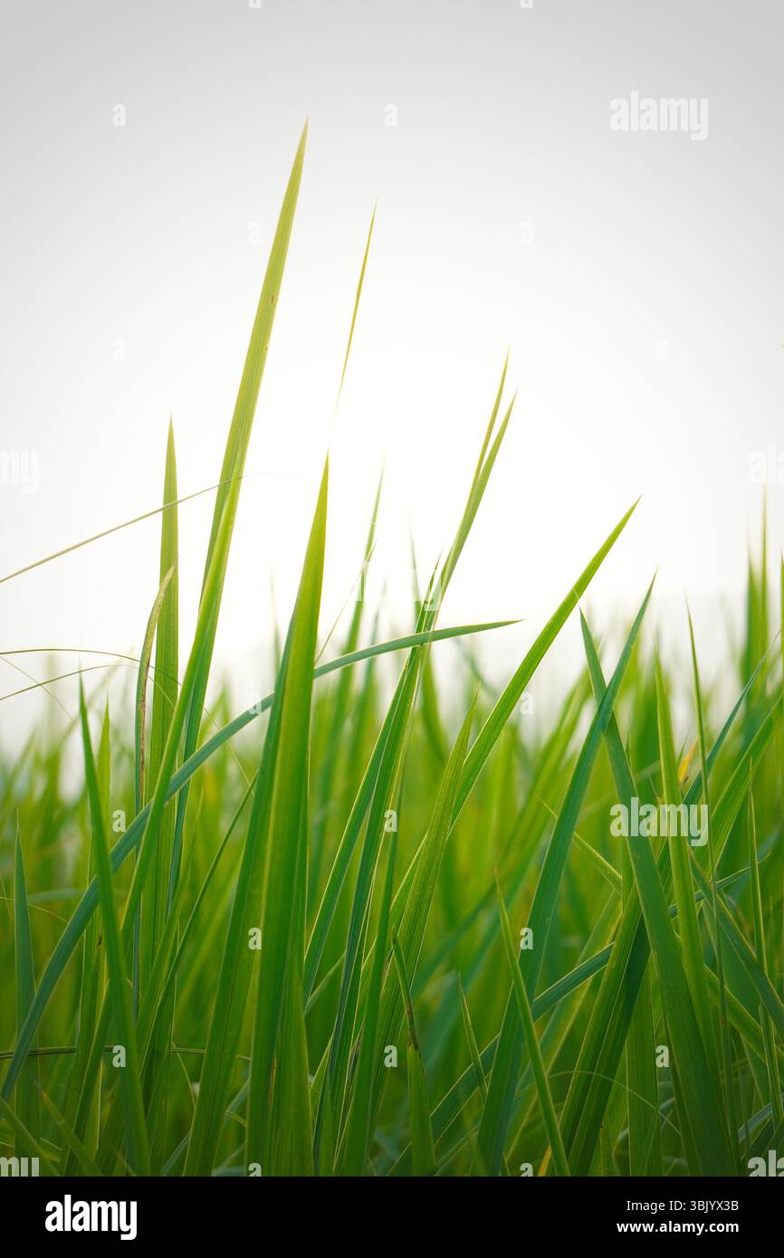 Foto di erba verde con luce solare sullo sfondo. Foto Stock
