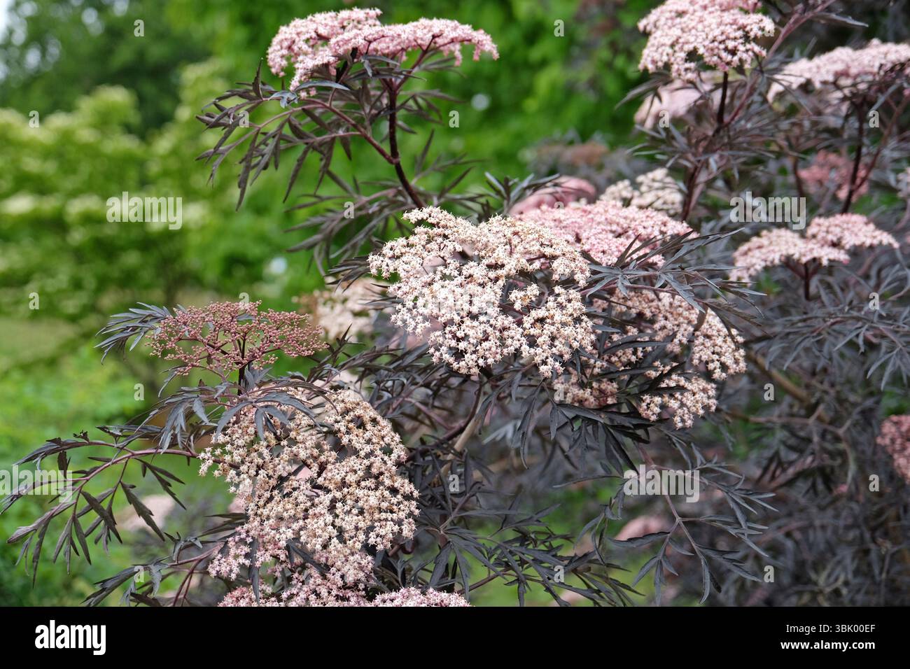 Crema Sambucus Nigra «pizzo nero», o anziano comune, in fiore. Foto Stock