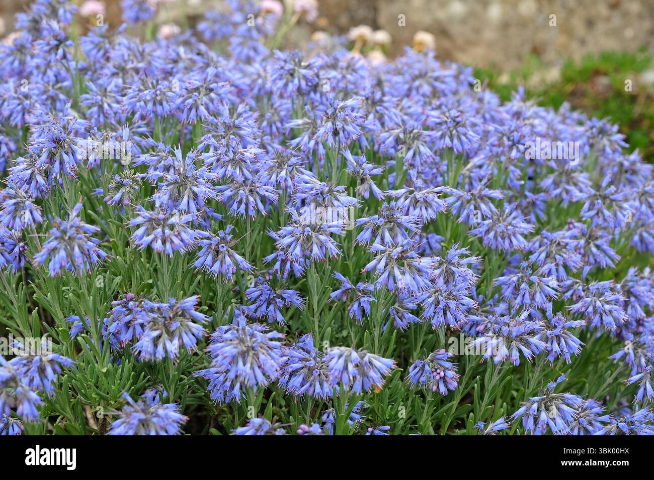 Blue Moltkia petraea, conosciuta anche come Borage balcanico, in fiore. Foto Stock