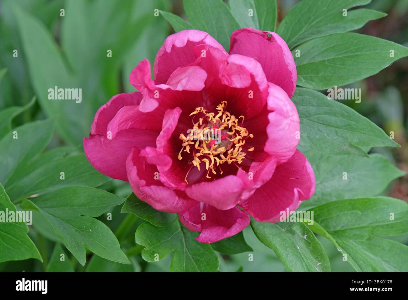 Paeonia lactiflora singola viola, peonia in fiore. Foto Stock