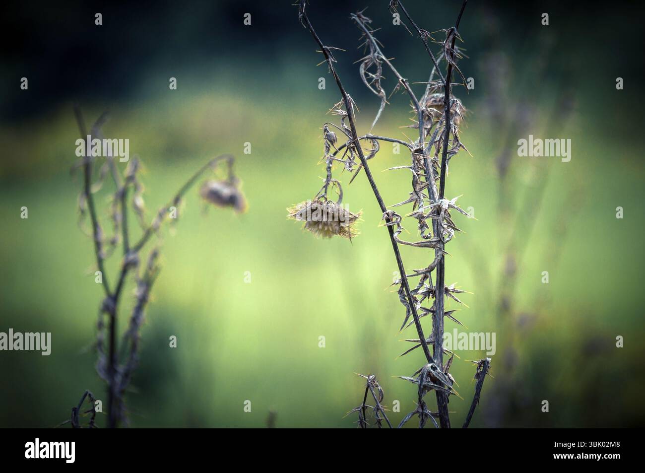 Foto ravvicinata delle piante morte con sfondo sfocato Foto Stock