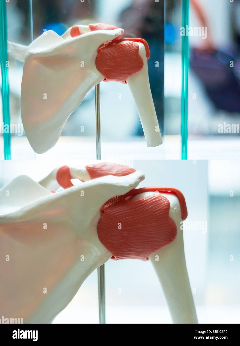 Foto medica di muscoli e ossa artificiali Foto Stock