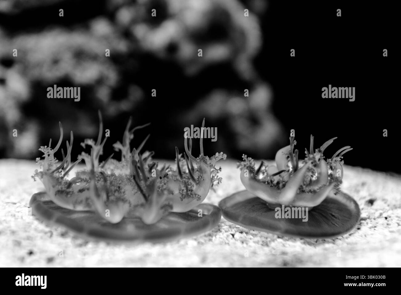 Medusa nel pavimento dell'acquario che nuota e respira Foto Stock
