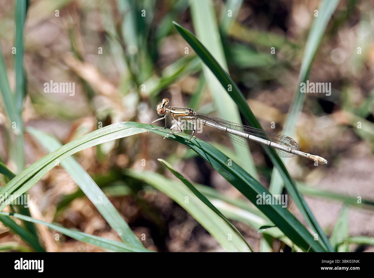 Damselfly a zampe bianche, Blaue Federlibelle, Pennipatte bleuâtre, Platycnemis Pennipes, széleslábú szitakötő, Budapest, Ungheria, Magyarország, Europa Foto Stock