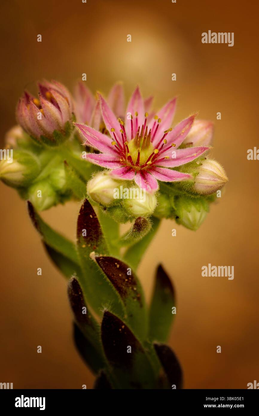 Ravvicinato naturale delle piante fiorite del glamour Sempervivum 'Compte de Congae', houseleek 'Compte de Congae'. colorazione, mistica, Foto Stock