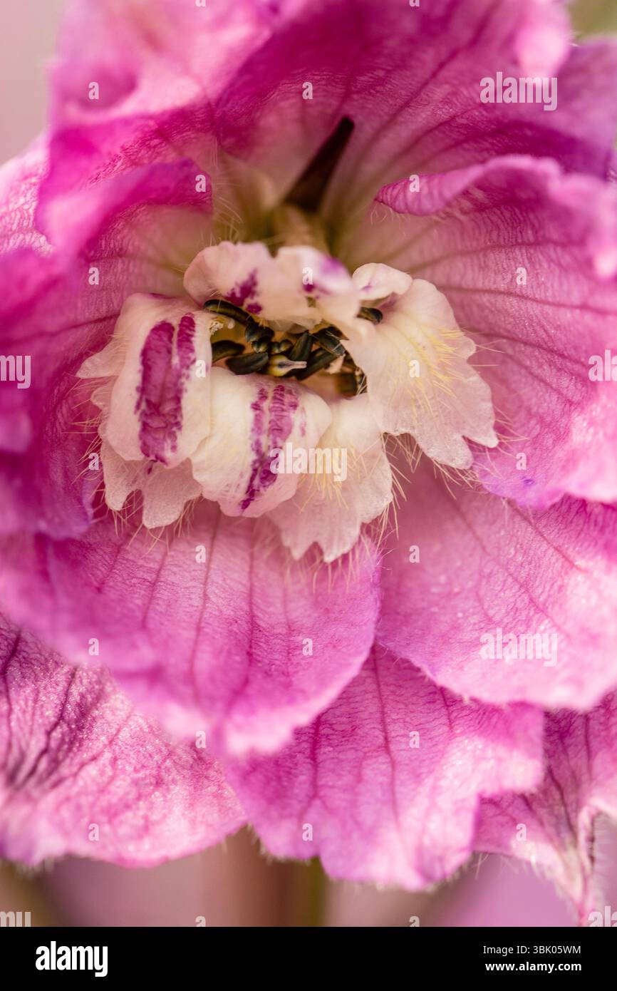 Deliziosa pianta naturale ravvicinata Delphinium Elatum Sweethearts (New Millennium Series), Delphinium Sweethearts, in piena fioritura. Foto Stock