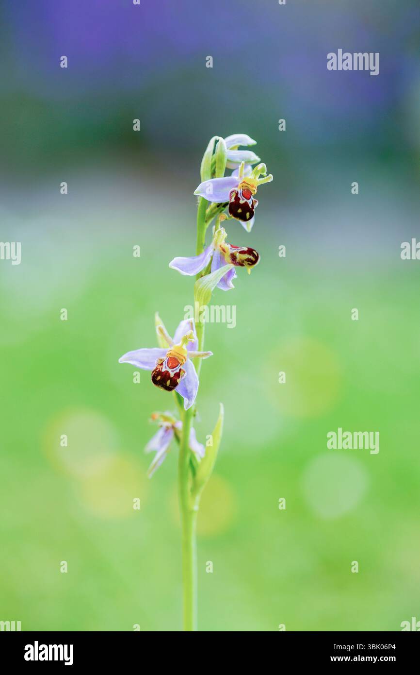 Ophrys apifera, Bee Orchid, Bedfordshire, Regno Unito Foto Stock