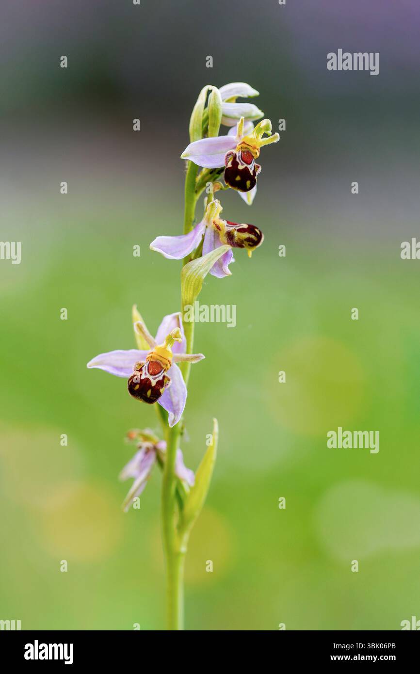 Ophrys apifera, Bee Orchid, Bedfordshire, Regno Unito Foto Stock