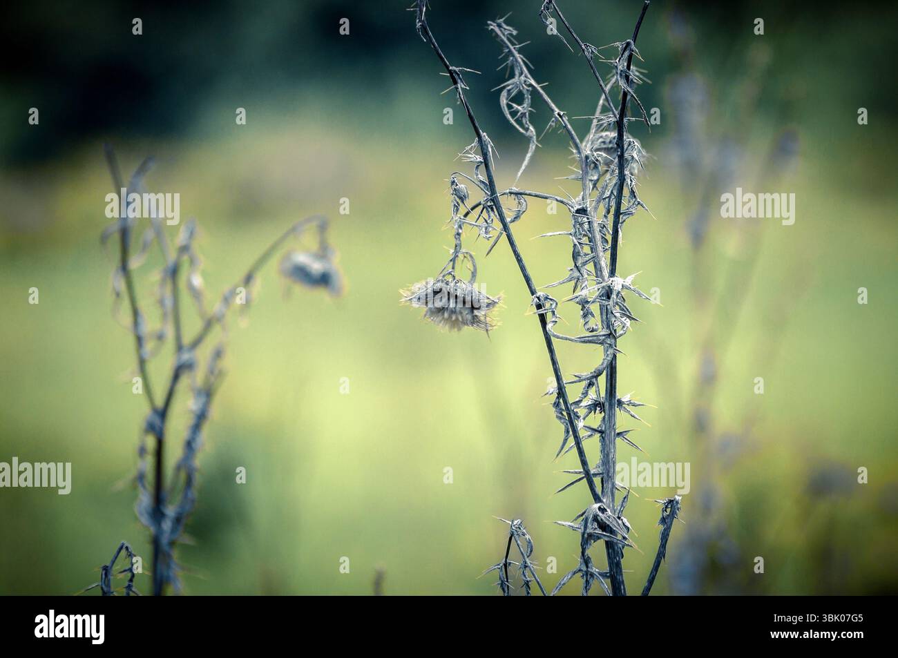 Foto ravvicinata delle piante morte con sfondo sfocato Foto Stock