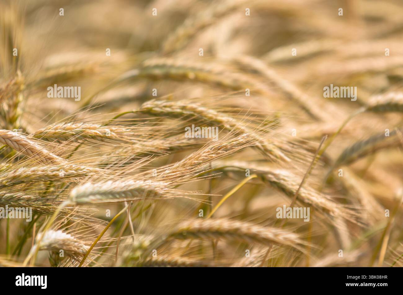 Foto di closeup di grano asciutto prima della raccolta Foto Stock