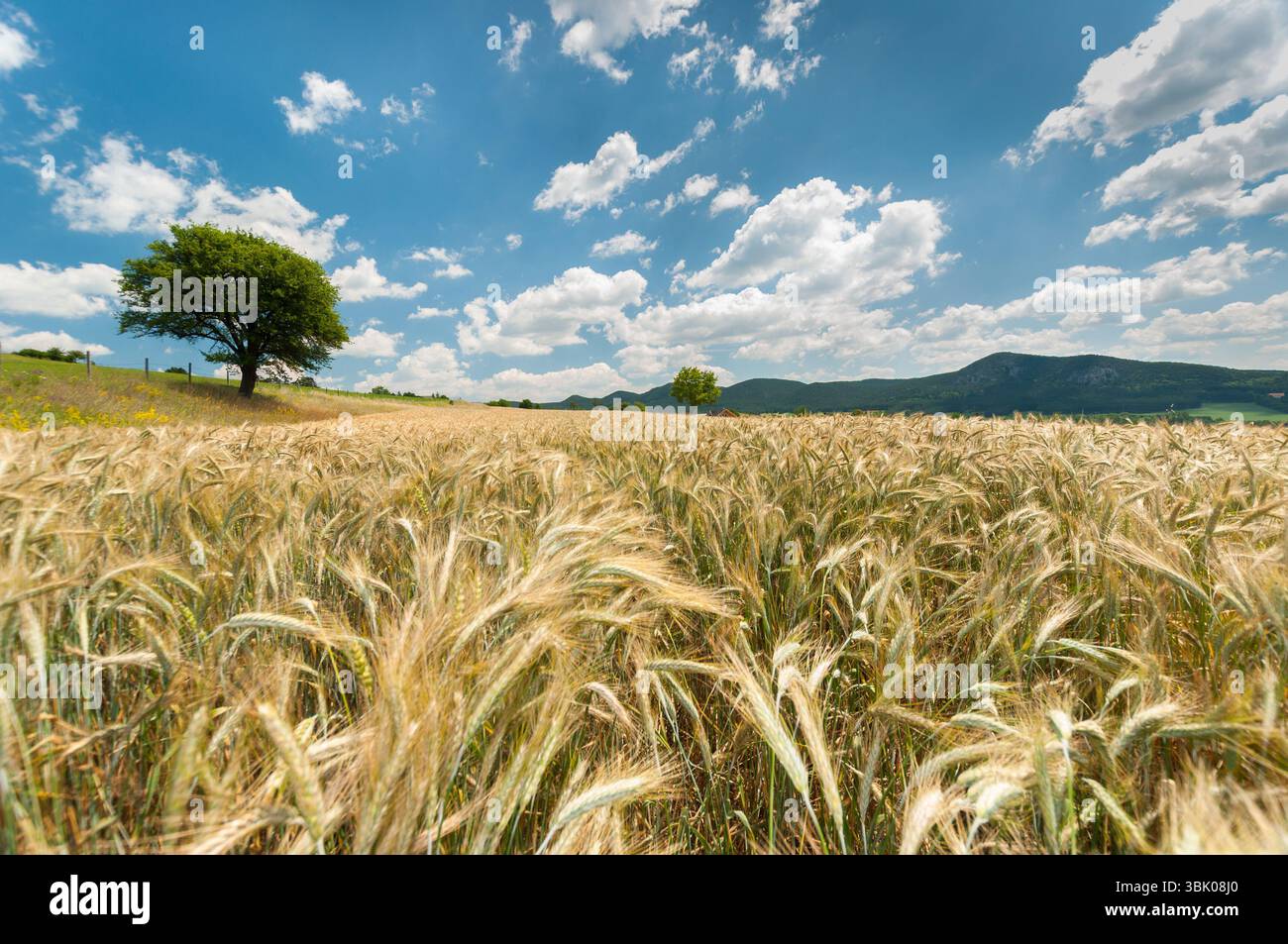Bellissimo paesaggio naturale con raccolto e cielo Foto Stock