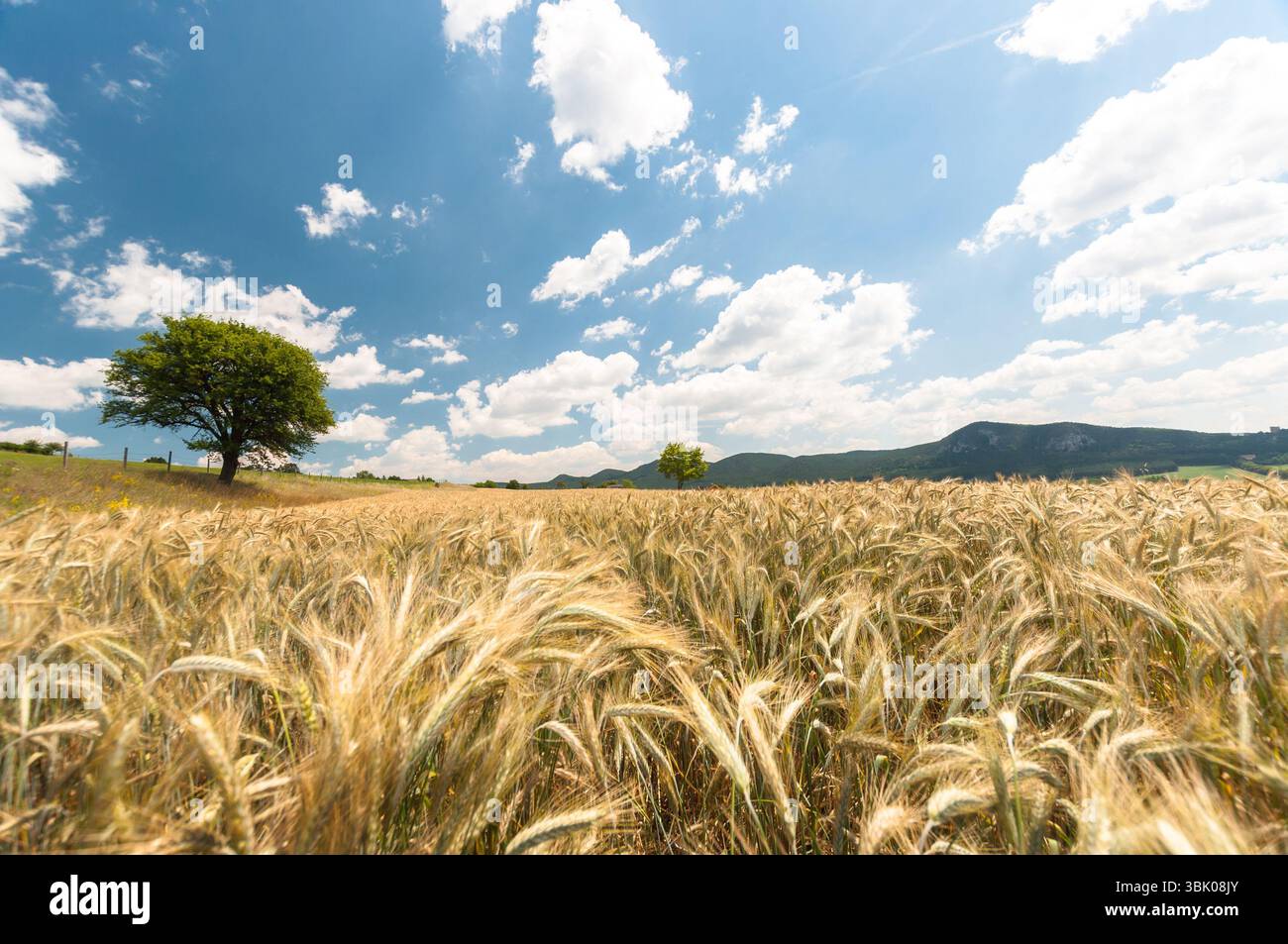 Foto di closeup di grano asciutto prima della raccolta Foto Stock